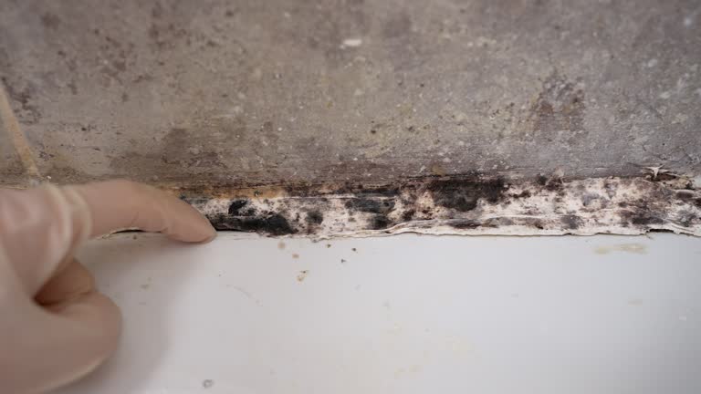 Mold Documentation for Insurance Claims in Prichard, AL